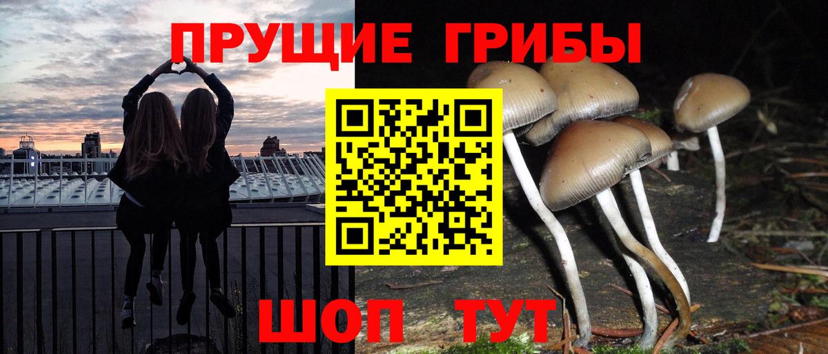 Красный Сулин  Псилоцибиновые грибы Psilocybe  Вход с VPN 